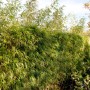 Heckenbambus Fargesia rufa, 125-150cm, grüne Blätter, ideal als Sichtschutz im Garten.