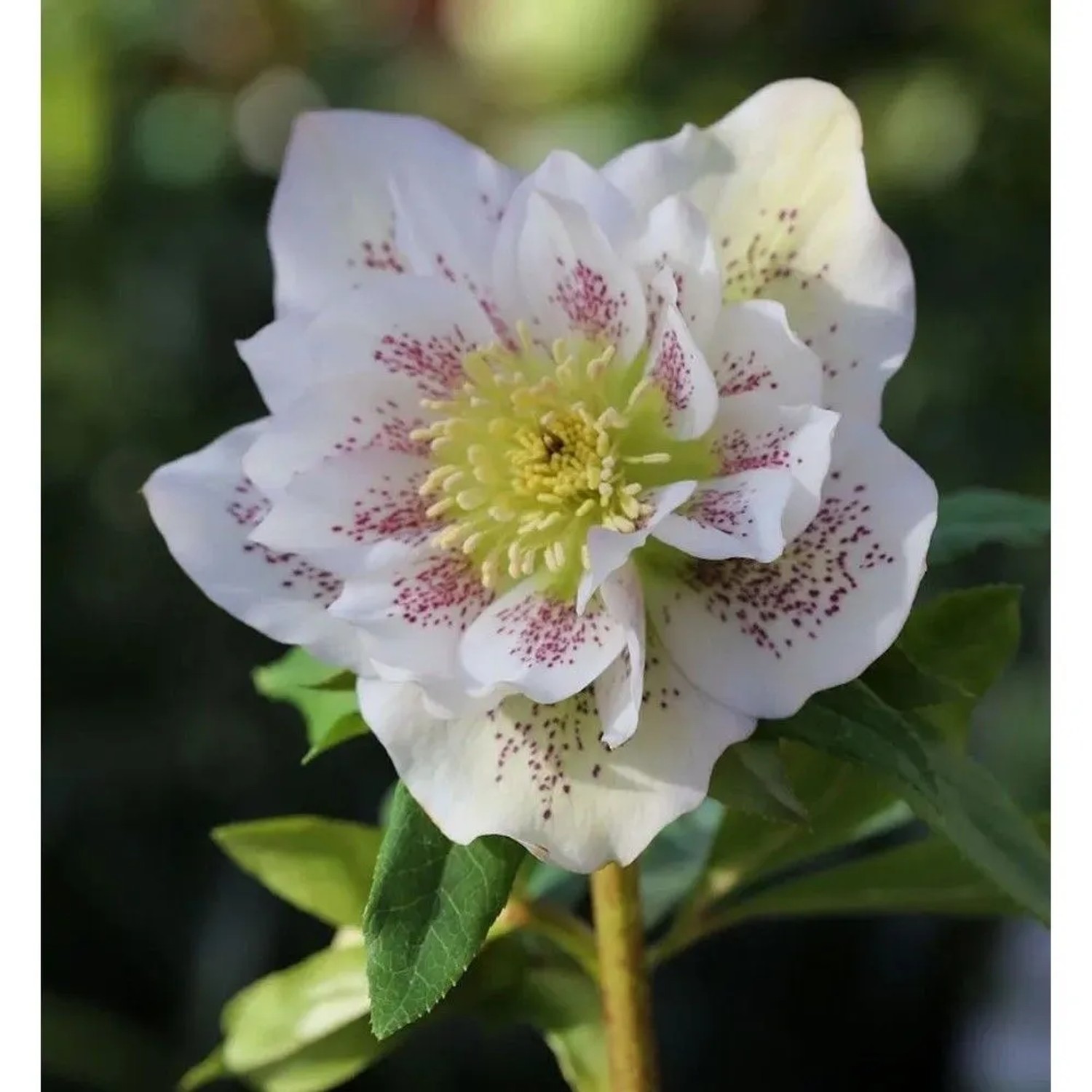 Nahaufnahme einer weißen, gefleckten Christrose (Helleborus orientalis) im Garten.