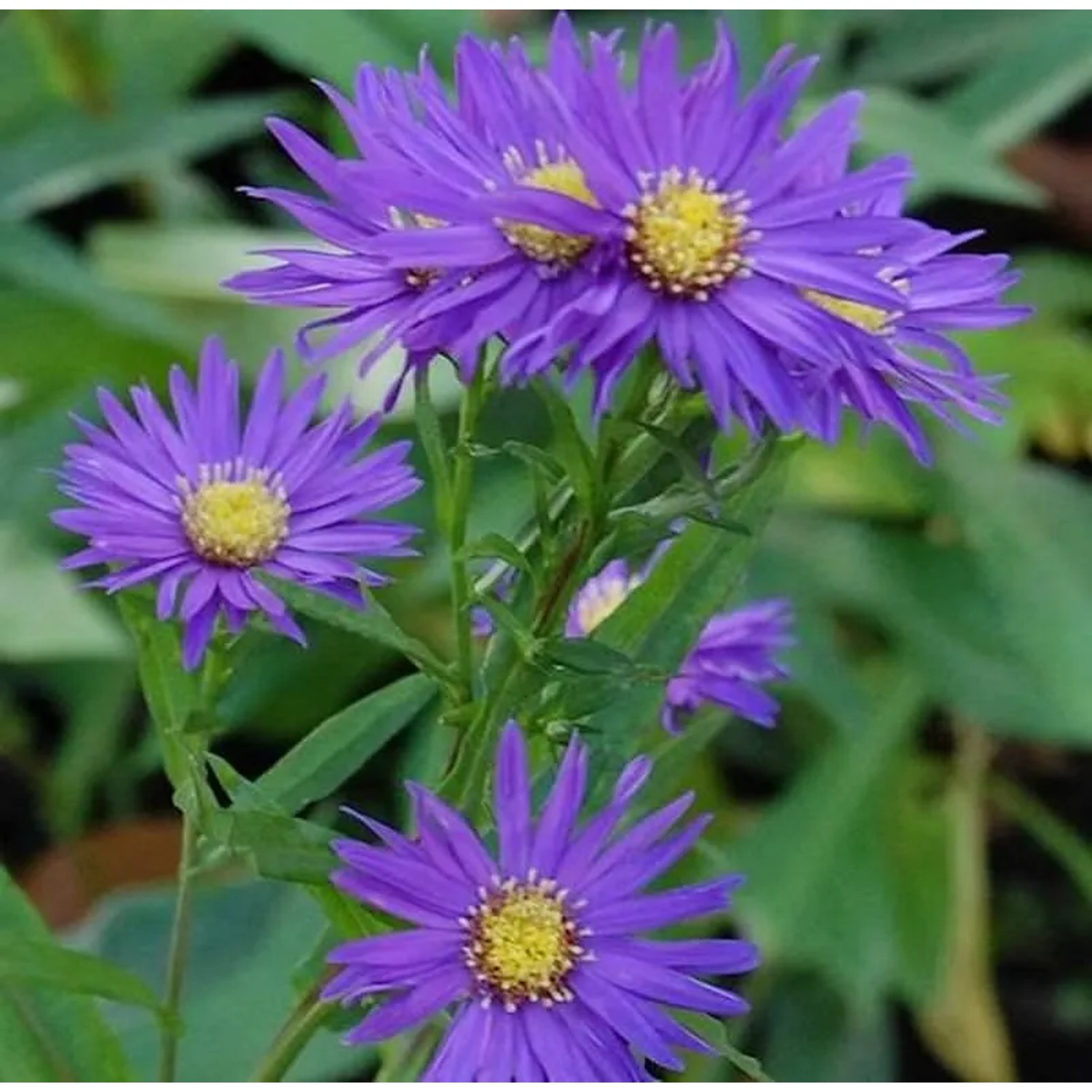 Rauhblattaster Sailor Boy - Aster novae angliae