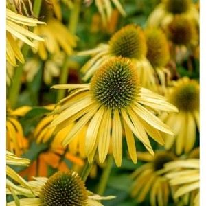 Gelber Sonnenhut 'Sunrise' (Echinacea purpurea) im Gartenbeet.
