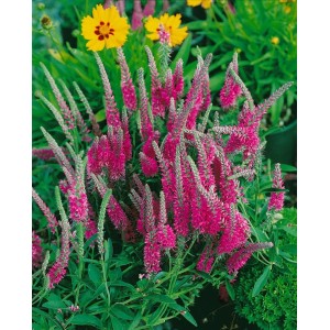 Ähriger Ehrenpreis 'Rotfuchs' im Topf: Rote Blütenstände der Veronica Spicata im Gartenbeet.