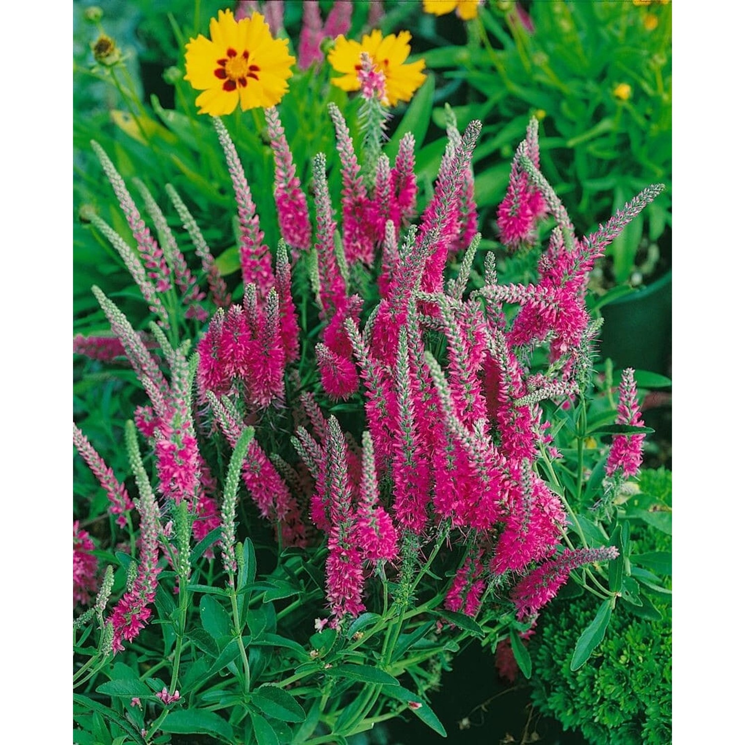 Veronica Spicata Rotfuchs Ähriger Ehrenpreis Ca. 9x9 cm Topf günstig online kaufen