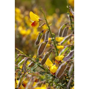 Besenginster 'Andreanus Splendens' mit gelb-roten Blüten und Samenkapseln, Nahaufnahme.