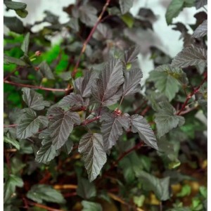 Blasenspiere 'Darts Red' mit dunklem Laub, Zierstrauch für Garten und Beet.