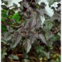 Blasenspiere 'Darts Red' mit dunklem Laub, Zierstrauch für Garten und Beet.