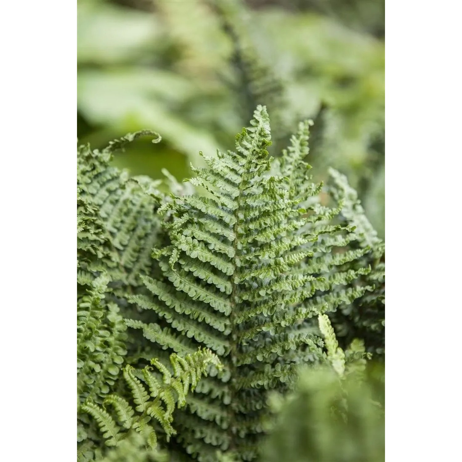 Detailaufnahme des grünen Frauenfarns (Athyrium filix-femina) im 9x9 cm Topf.