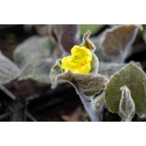 Saruma Henryi Staude im 11x11 cm Topf mit gelber Blüte und samtigen Blättern.