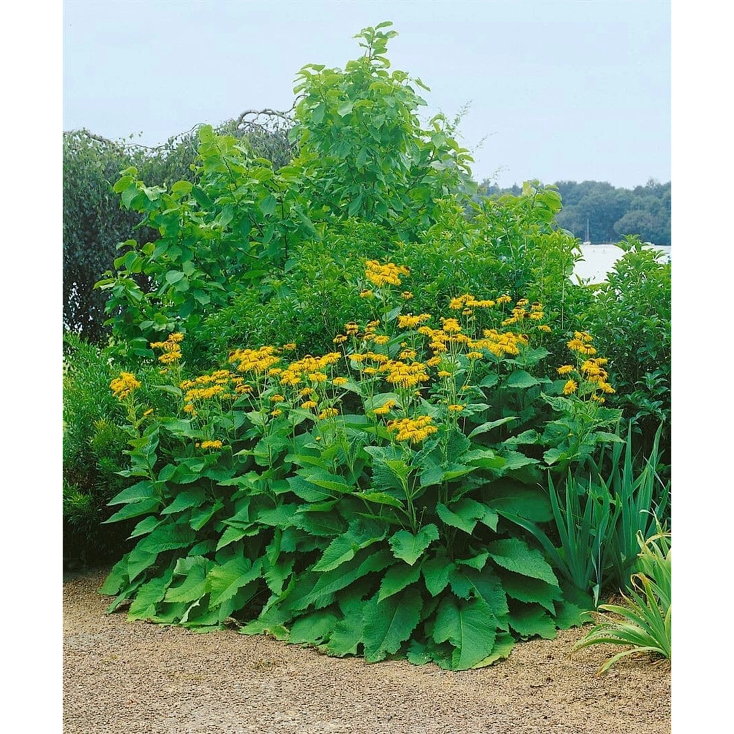 Inula Magnifica Prachtalant Ca. 11x11 cm Topf günstig online kaufen