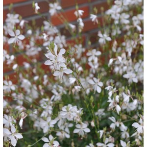 Nahaufnahme der filigranen, weißen Blüten einer Prachtkerze (Gaura lindheimeri) im Garten.