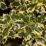 Buntlaubige Stechpalme Ilex Aquifolium Rubricaulis Aurea mit grün-gelben Blättern.