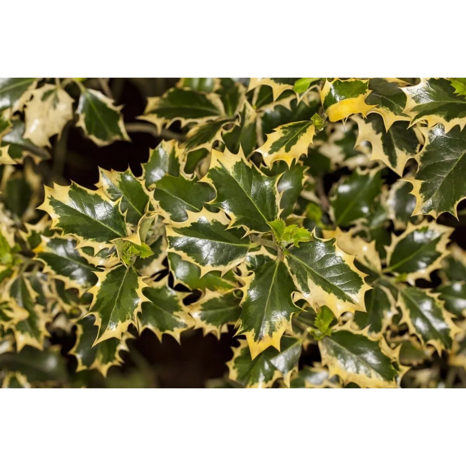 Buntlaubige Stechpalme Ilex Aquifolium Rubricaulis Aurea mit grün-gelben Blättern.