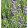 Blühender, echter Lavendel Munstead (Lavandula angustifolia) im Garten.