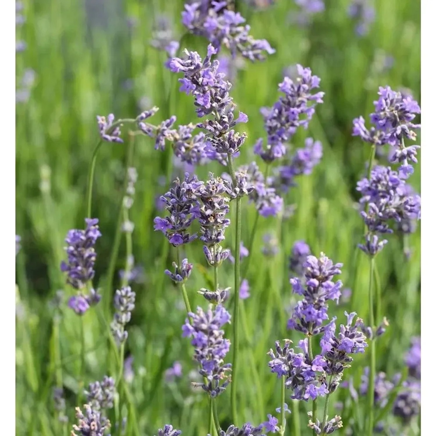 Blühender, echter Lavendel Munstead (Lavandula angustifolia) im Garten.