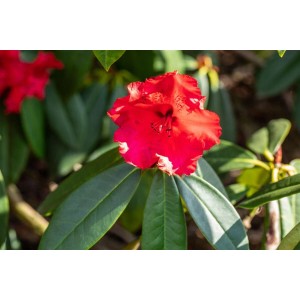 Leuchtend roter Rhododendron Taurus mit grünen Blättern, Nahaufnahme.