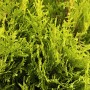Leuchtend grüne Thuja 'Jantar' Heckenpflanze mit 80 cm Stammhöhe.