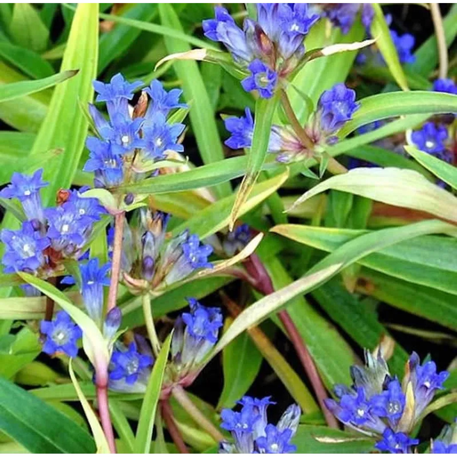 Sibirischer Enzian - Gentiana dahurica