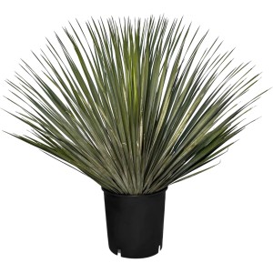 Winterharte Yucca Rostrata Palmlilie im Topf, blaugraue Blätter. Ideal für Garten und Terrasse.