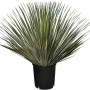 Winterharte Yucca Rostrata Palmlilie im Topf, blaugraue Blätter. Ideal für Garten und Terrasse.