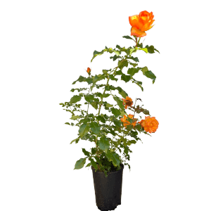 Baumfink Strauchrose 'Sahara' im Topf mit orangefarbenen Blüten.