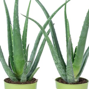 2er Set Aloe Vera Grünpflanzen im Topf, ca. 35 cm hoch, luftreinigend und dekorativ.