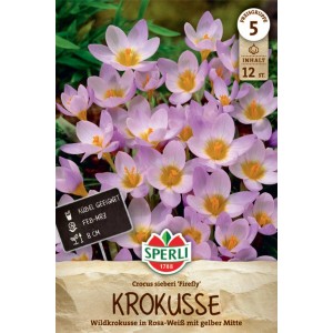 Sperli Wildkrokus Firefly: Blühende Krokusse in Lila-Weiß mit gelber Mitte.