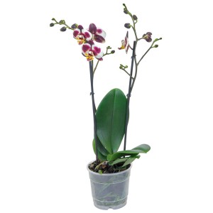 Lila Schmetterlingsorchidee (Phalaenopsis) Multiflora mit zwei Trieben im Topf.
