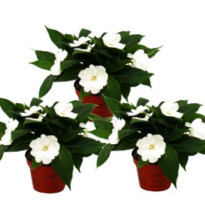 Set aus 3 weißen Edel-Lieschen (Impatiens Neu-Guinea) im 12cm Topf. Sommerblüher für Balkon und Garten.