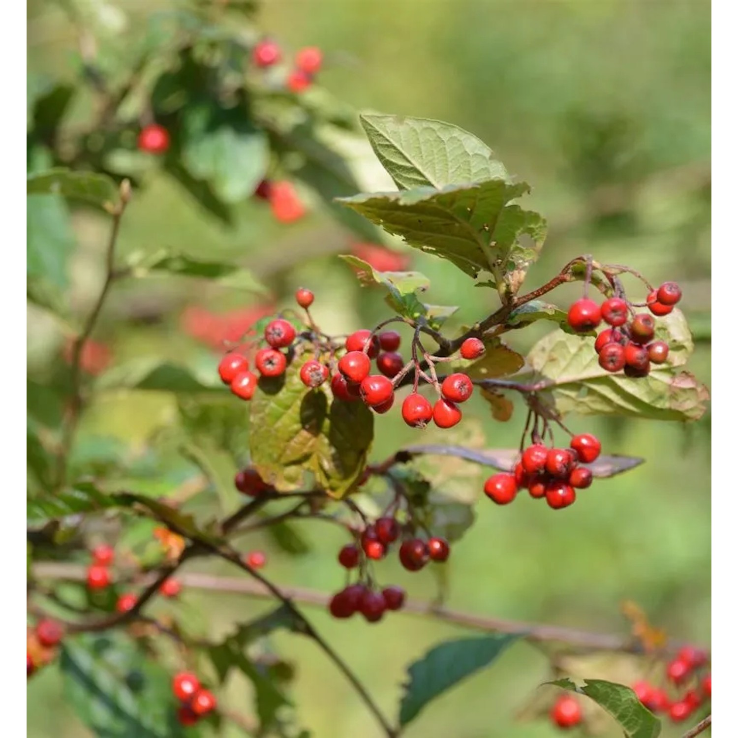 Runzlige Strauchmispel 100-125cm - Cotoneaster bullatus