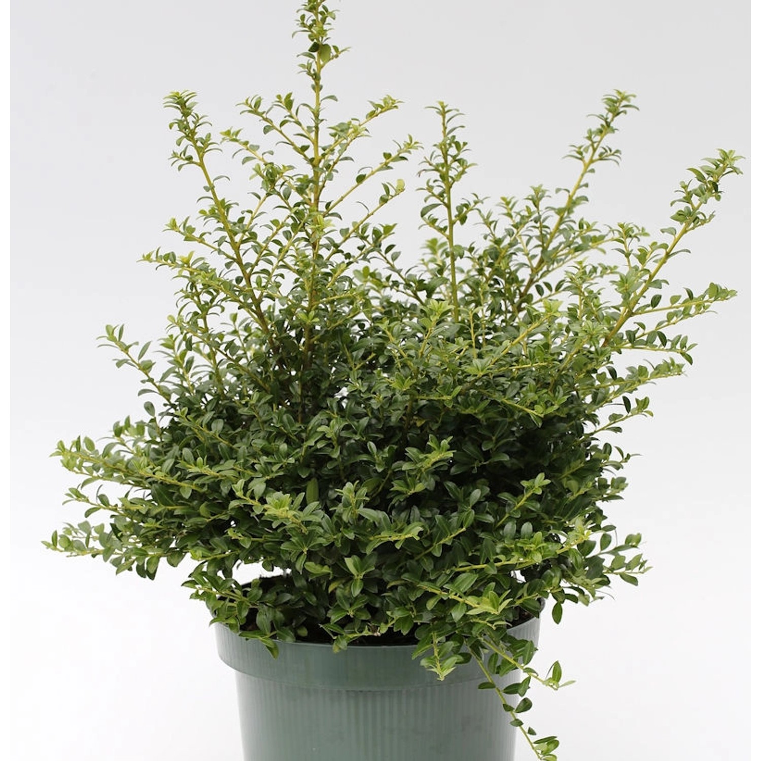 Japanische Stechpalme Ilex Twiggy 20-25cm - Ilex crenata Twiggy günstig online kaufen