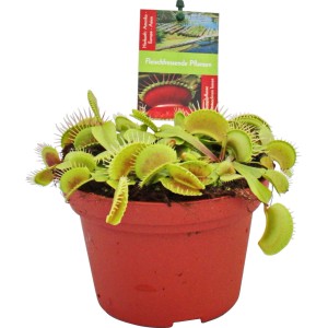 Venusfliegenfalle (Dionaea muscipula) im Topf, eine exotische, fleischfressende Pflanze.