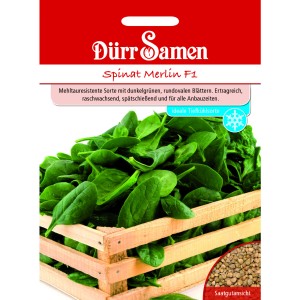 Dürr Samen Spinat Merlin F1: Saatgut-Packung mit frischem Spinat in Holzkiste.