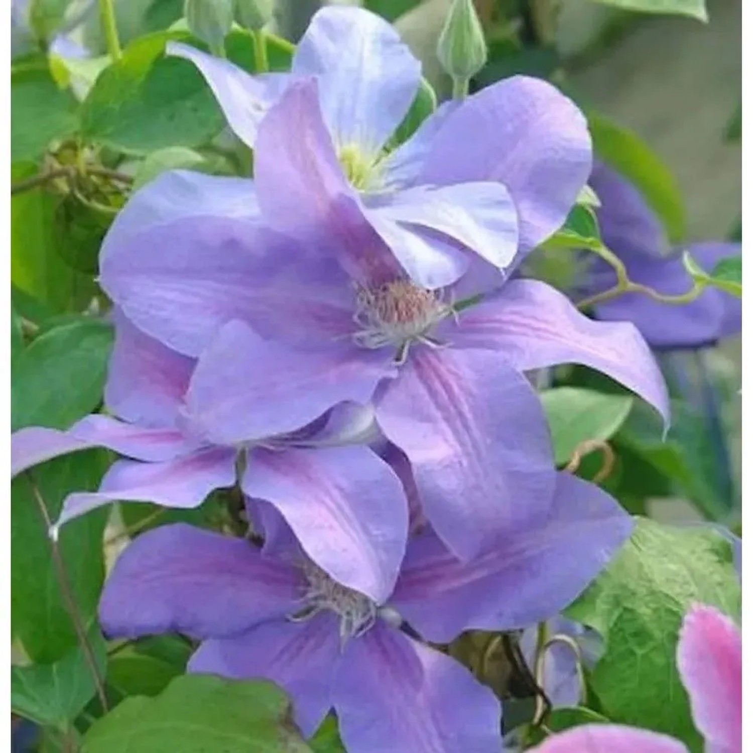 Waldrebe Mrs. Cholmondeley 60-80cm - Clematis