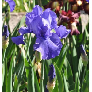 Nahaufnahme einer blauen Schwertlilie (Iris barbata) im Gartenbeet.