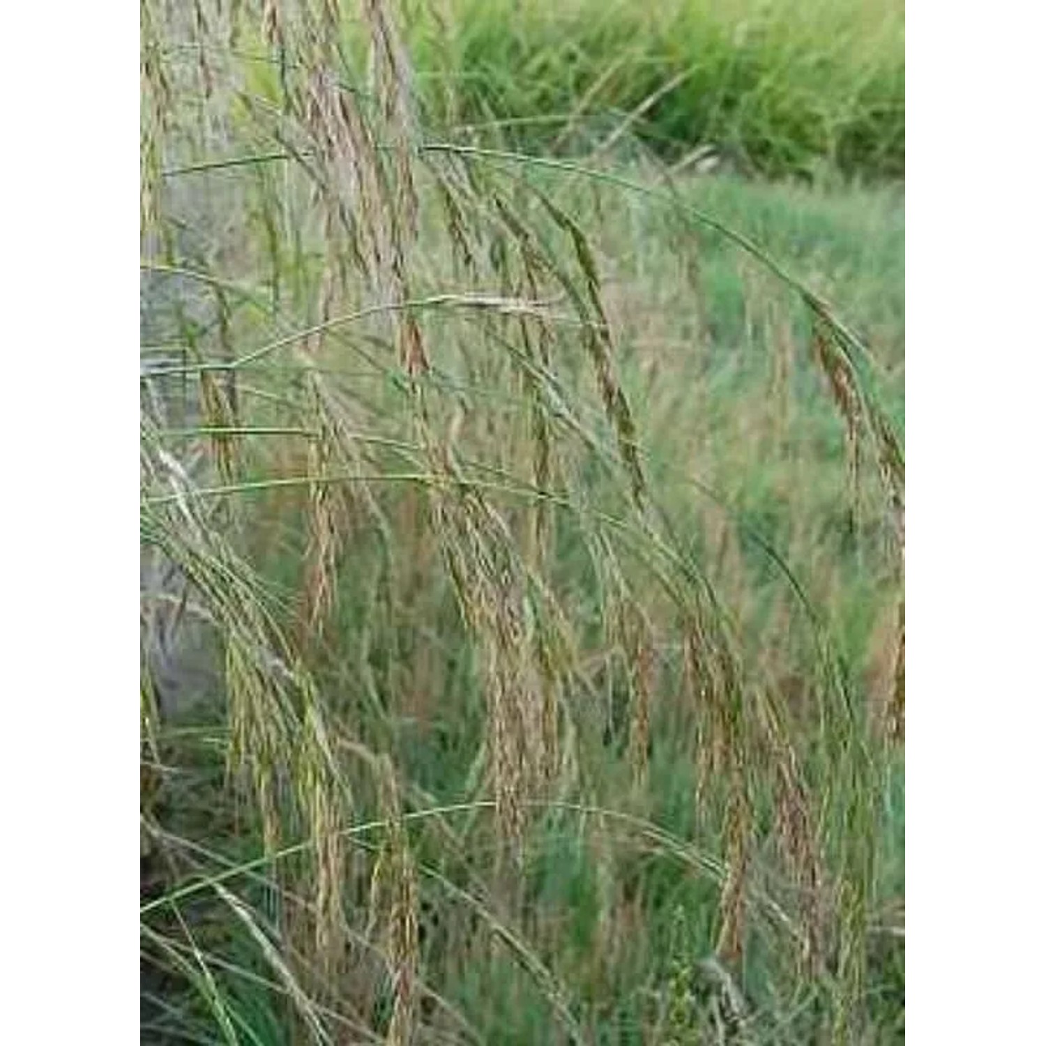 Riesenschwingel - Festuca gigantea