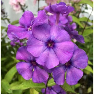 Nahaufnahme der violetten Blüten der Hohen Flammenblume Blue Paradise (Phlox Paniculata).