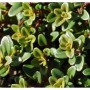 Nahaufnahme von Echter Zitronen Thymian Aureus mit kleinen, grün-gelben Blättern. Dichte Staude, ideal für Garten & Kräuter.