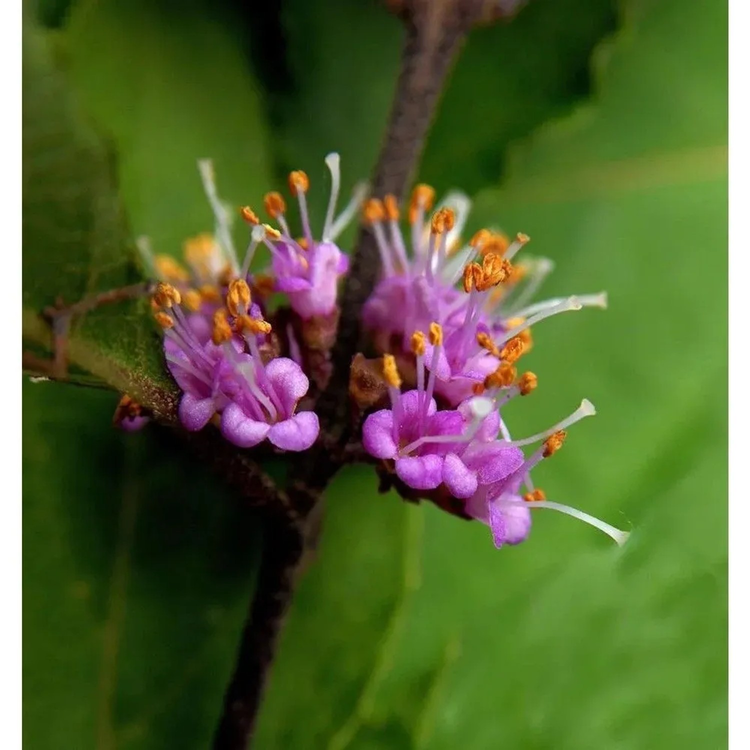 Liebesperlenstrauch Schönfrucht Girald 80-100cm - Callicarpa bodinieri giraldii
