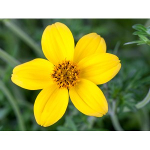 Nahaufnahme einer leuchtend gelben Fiederblättrigen Zweizahn (Bidens) Blüte.