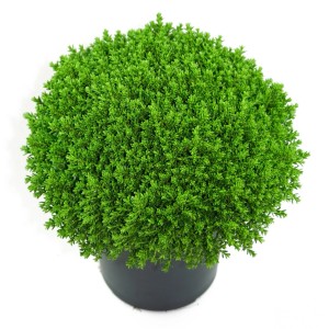 Dunkelgrüne Helix Strauchveronika 'Green Globe' im Topf, ca. 15 cm hoch.