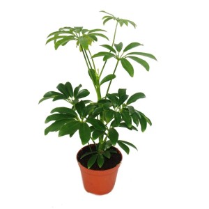 Schefflera Zimmerpflanze im Topf, Teil des Exotenherz Pflanzen Sets.