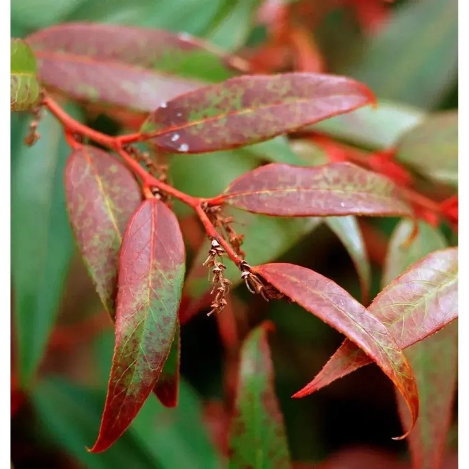 Traubenheide Traubenmyrte Fire Star 20-30cm - Leucothoe axillaris