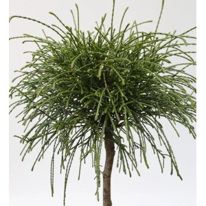 Hochstamm Faden Lebensbaum 'Whipcord', 40-60cm, grüne Nadeln, Detailansicht.