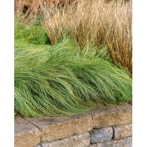 Carex Comans Amazon Mist Ziergras mit silbergrünen Blättern im Garten.