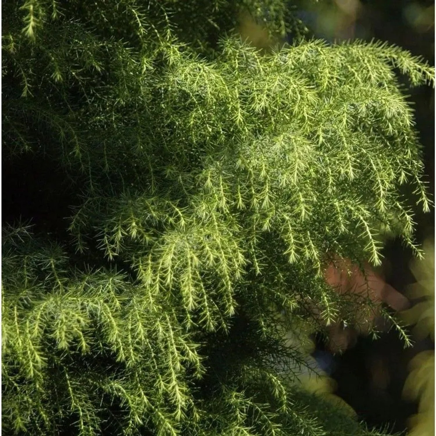 Japanische Sicheltanne Viridis 30-40cm - Cryptomeria japonica
