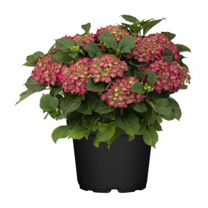 GROW by OBI Hortensie Eclipse Red First im Topf, rosarote Blüten und dunkelviolettes Laub.
