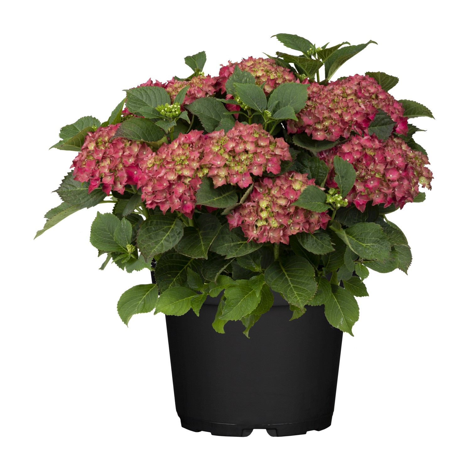 GROW by OBI Hortensie Eclipse Red First ca. 25-30 cm Topf ca. 3 l Hydrangea günstig online kaufen