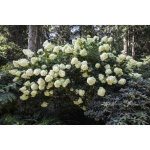 Rispenhortensie Hydrangea Paniculata mit weißen Blüten im Garten, ca. 9x9 cm Topf.
