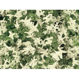 Kriechspindel Harlequin mit weiß-grünen Blättern im 9 cm Topf.