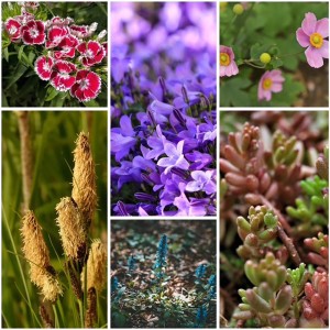 Schattenhelden Stauden Mix, 6er Set im Topf: Verschiedene, blühende Schattenstauden.