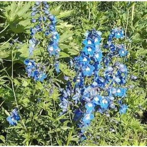 Blühender Rittersporn 'Sternenhimmel' (Delphinium belladonna) im Garten.
